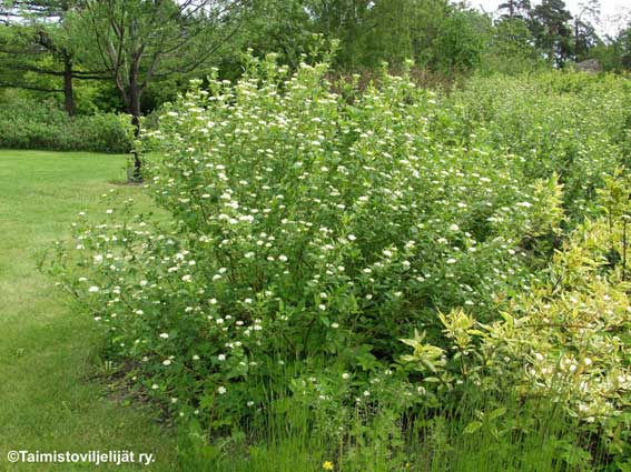 K&auml;&auml;pi&ouml;kanukka